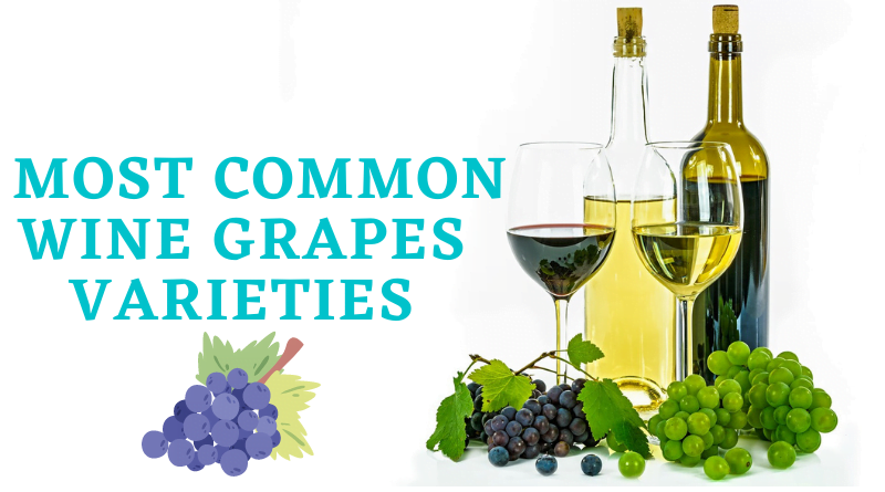 Most Common Varieties of Wine Grapes