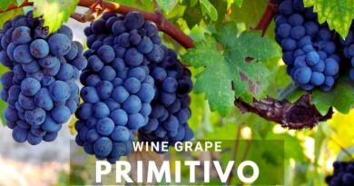 Wine Grape Variety: Primitivo (Zinfandel)