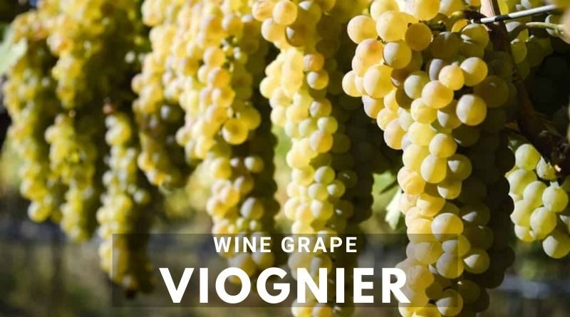 Viognier – Wine Grape, Tasting notes & Food Pairing