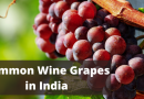 Indian Wine Grapes